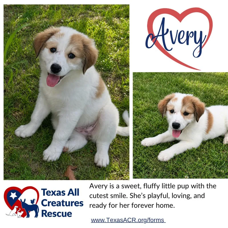 A baby medium-sized female Sheep Dog dog named Avery for adoption in Alvarado, TX