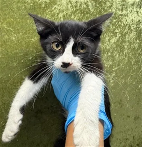 A baby small-sized female Domestic Short Hair cat named Twilight Sparkle for adoption in Riverside, CA