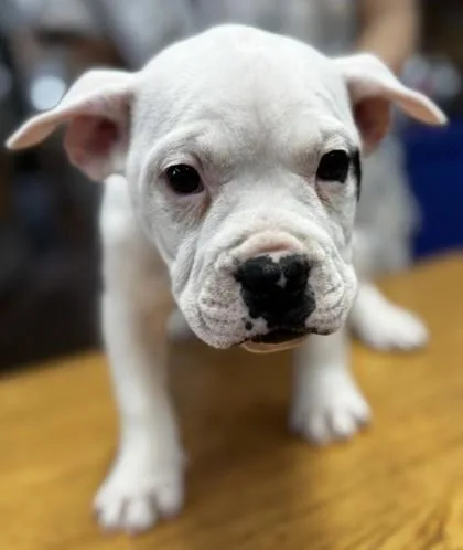 A baby large-sized male White / Cream Pit Bull Terrier dog named Porkchop for adoption in Stanwood, WA