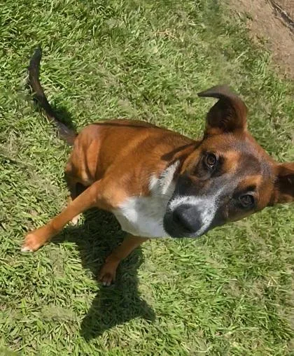 An adult medium-sized male Mixed Breed dog named Bruno for adoption in Houston, TX