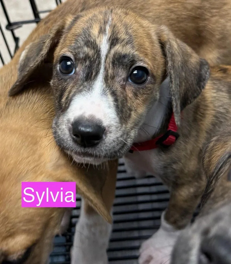 A baby medium-sized female Hound dog named Sylvia for adoption in GILBERTS, IL