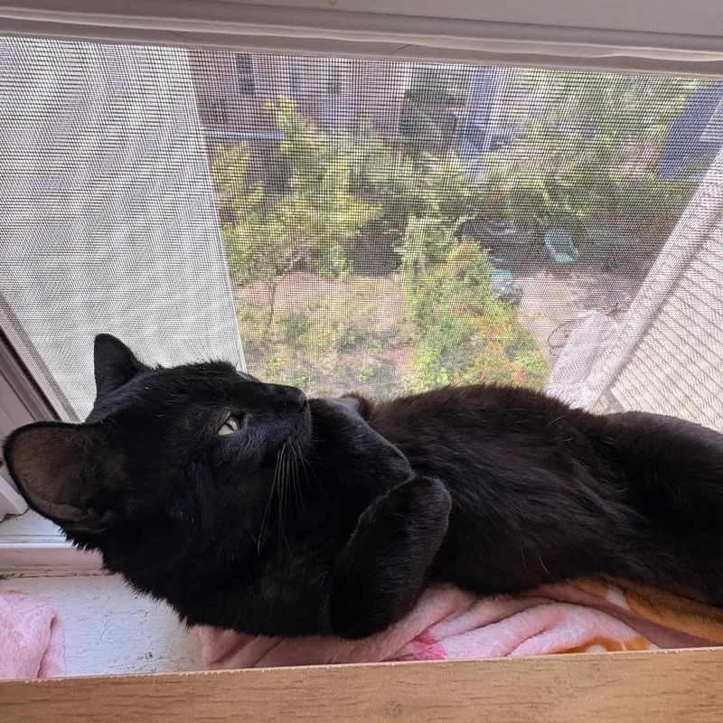 A young medium-sized male Black Domestic Short Hair cat named Zeus for adoption in Medford, MA
