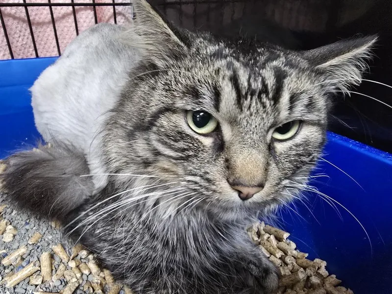 An adult medium-sized male Brown / Chocolate Domestic Medium Hair cat named Hubby for adoption in Southbury, CT