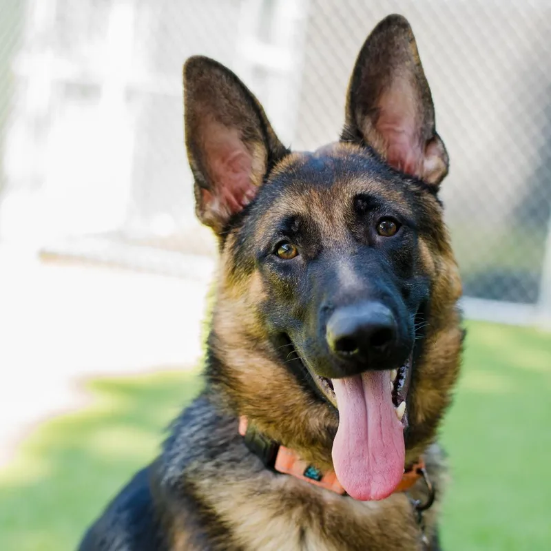 A young large-sized male Black German Shepherd Dog dog named Matcha for adoption in Warwick, RI