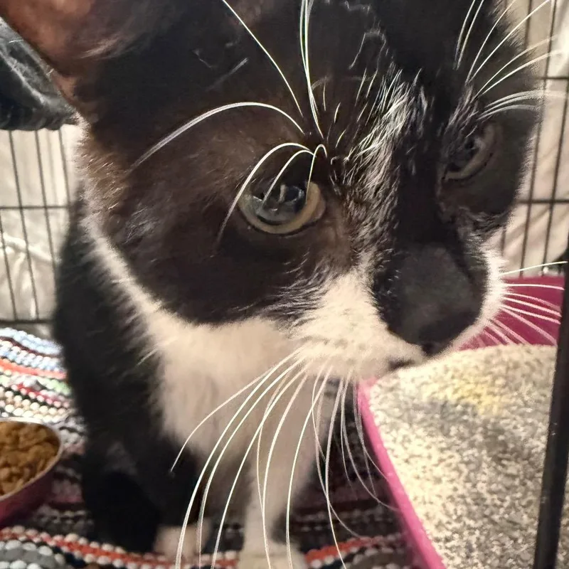 An adult small-sized male Black Domestic Short Hair cat named Ford for adoption in Normal, IL