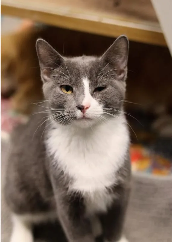 A baby medium-sized male Gray & White Domestic Short Hair cat named Zeb Chico for adoption in Chicago, IL