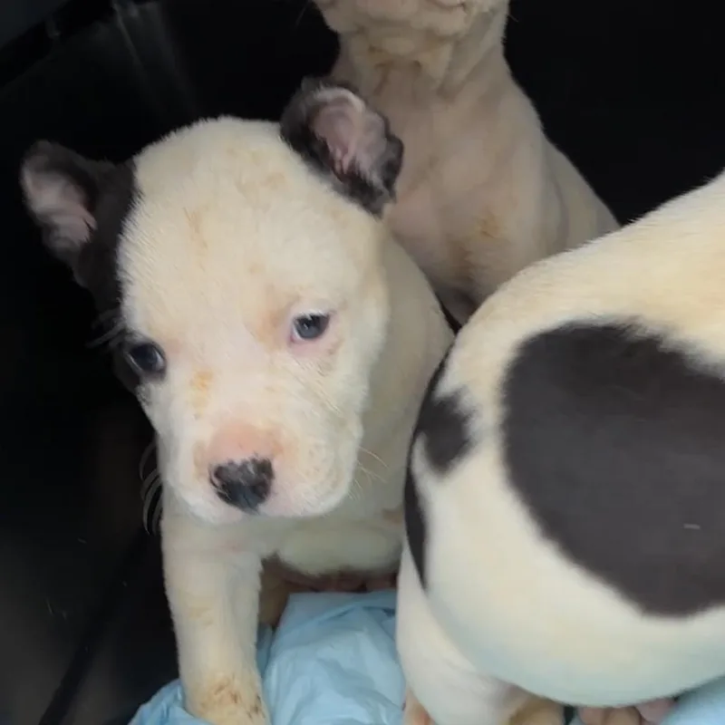 A baby medium-sized male White / Cream Pit Bull Terrier dog named Mikey for adoption in Monroe, MI