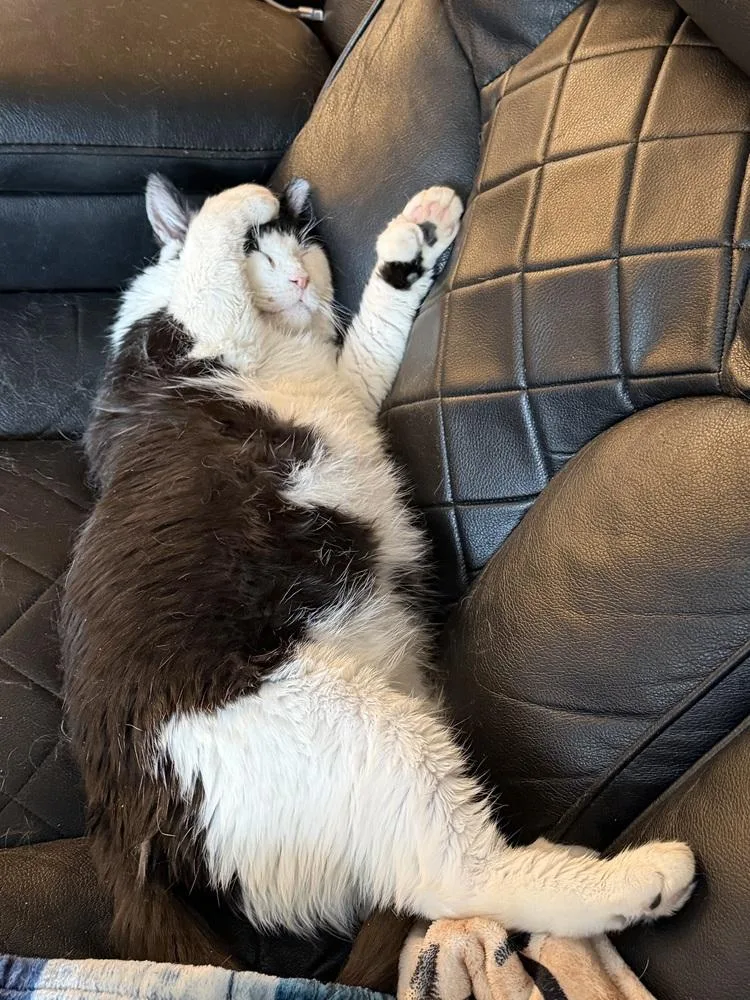 A senior large-sized male Domestic Short Hair cat named Diesel for adoption in Bolton, CT
