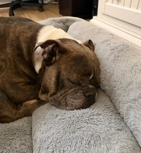 A young medium-sized male Brindle English Bulldog dog named Buddy for adoption in Chicago, IL