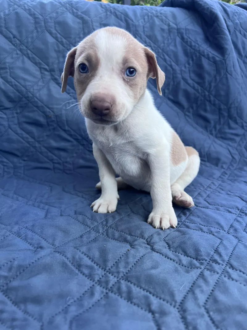 A baby medium-sized female Terrier dog named Ruth for adoption in Redwood City, CA