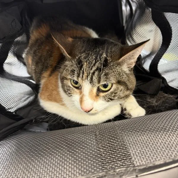An adult small-sized female Domestic Short Hair cat named Octavia for adoption in Escondido, CA