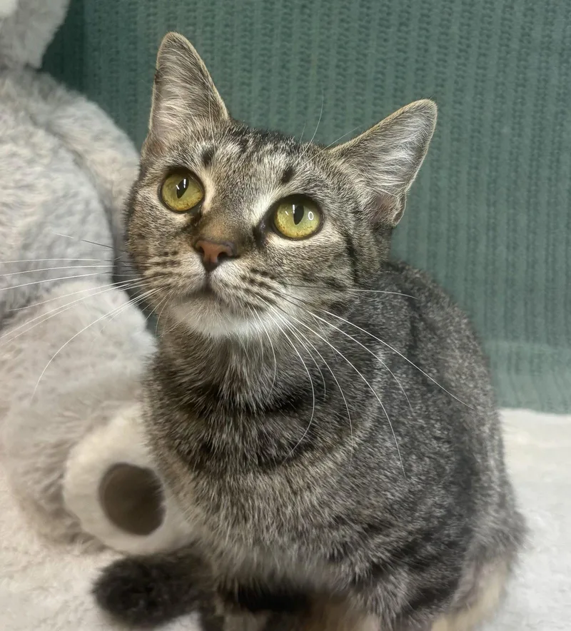 An adult medium-sized female Domestic Short Hair cat named Delphine for adoption in Wetumpka, AL