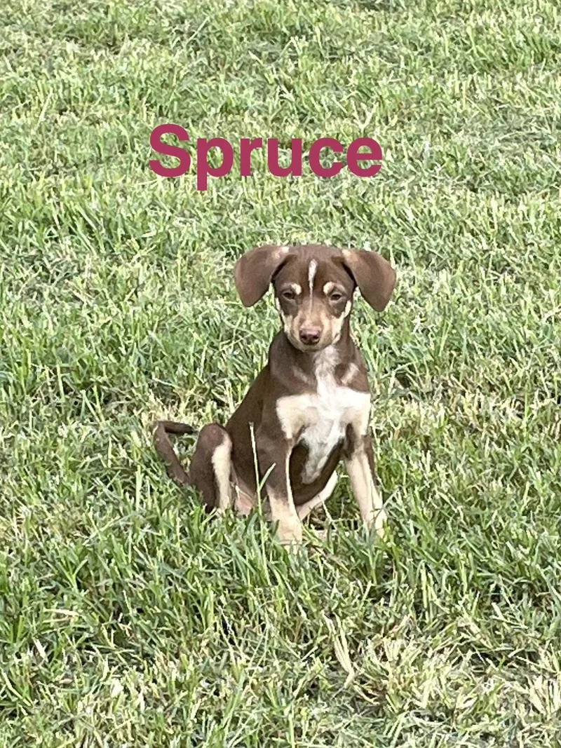 A baby medium-sized female Hound dog named Spruce for adoption in Topeka, KS