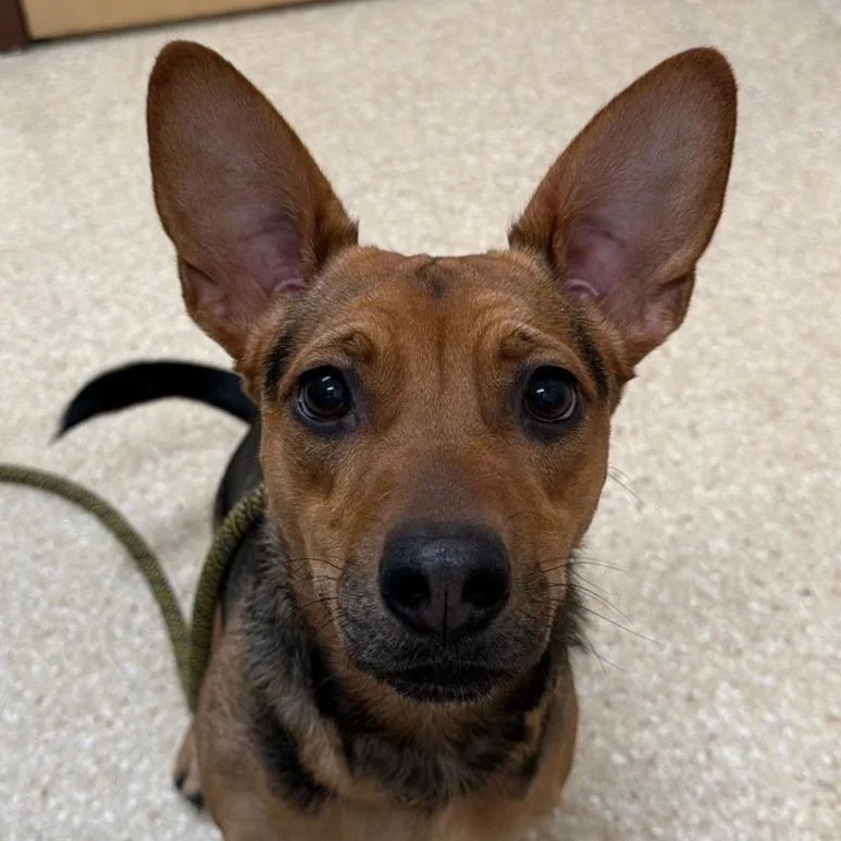 A young small-sized female Black Chihuahua dog named Winnie for adoption in Reno, NV