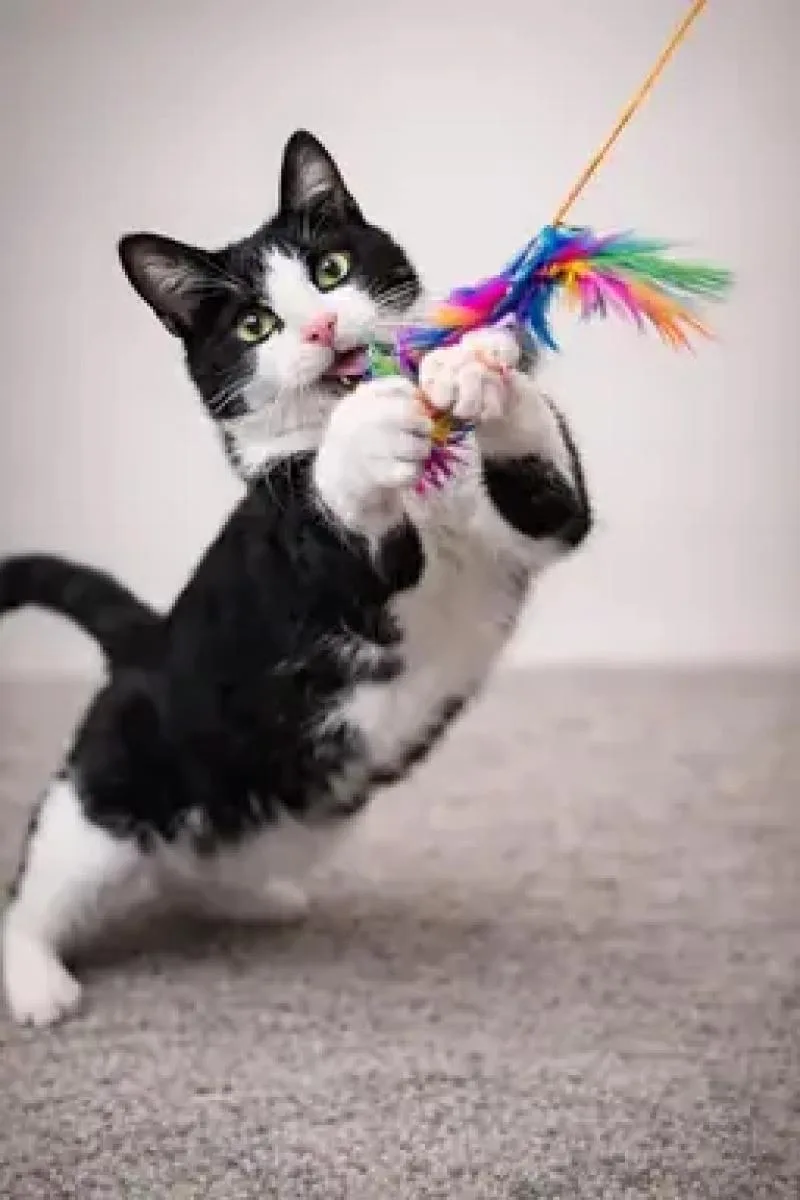 An adult medium-sized male White Domestic Short Hair cat named Snoop Dog for adoption in North Babylon, NY