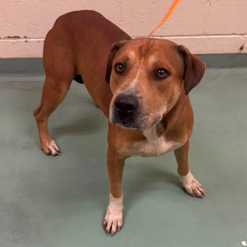 An adult large-sized male Brown / Chocolate Mixed Breed dog named Jack for adoption in Memphis, TN