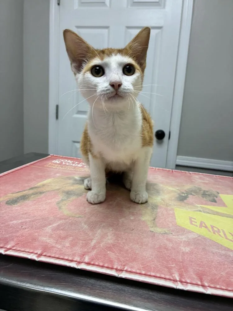 A baby small-sized male Domestic Short Hair cat named Lucky for adoption in Marietta, GA