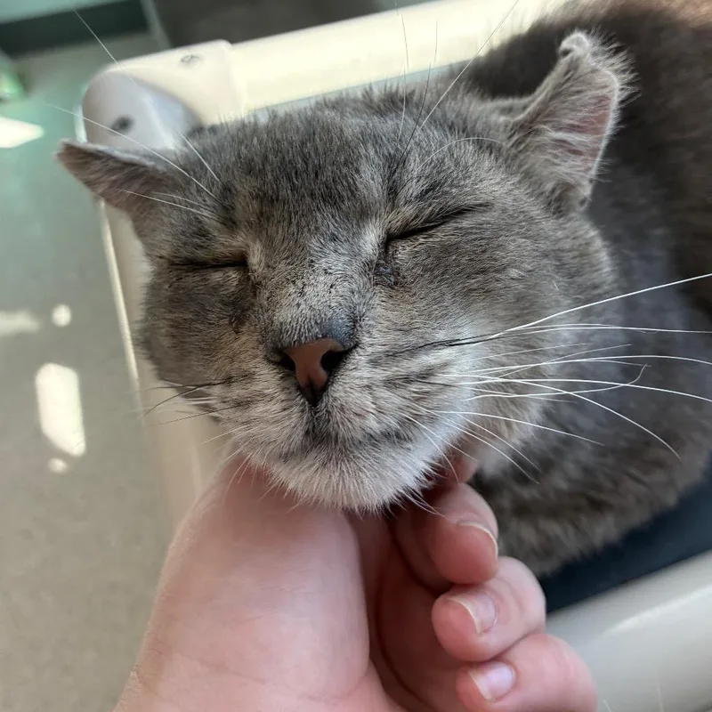 An adult large-sized male Gray / Blue / Silver Domestic Short Hair cat named Larry for adoption in St. Helena, CA