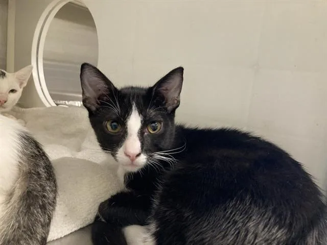 A baby small-sized male Domestic Short Hair cat named Pho for adoption in Tustin, CA