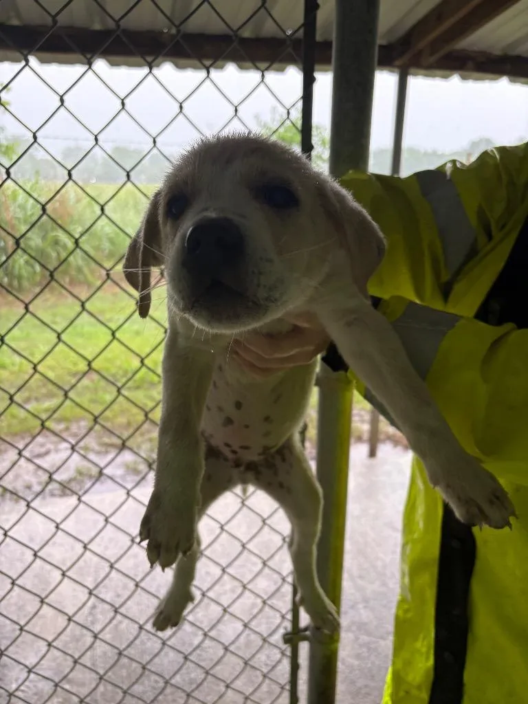 A baby medium-sized male Great Pyrenees dog named Floyd for adoption in Ada, OK