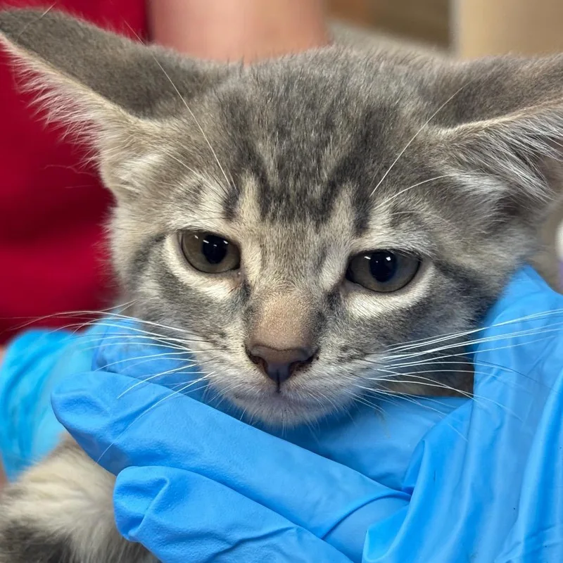 A baby small-sized female Gray / Blue / Silver Domestic Short Hair cat named Nola for adoption in Birmingham, AL