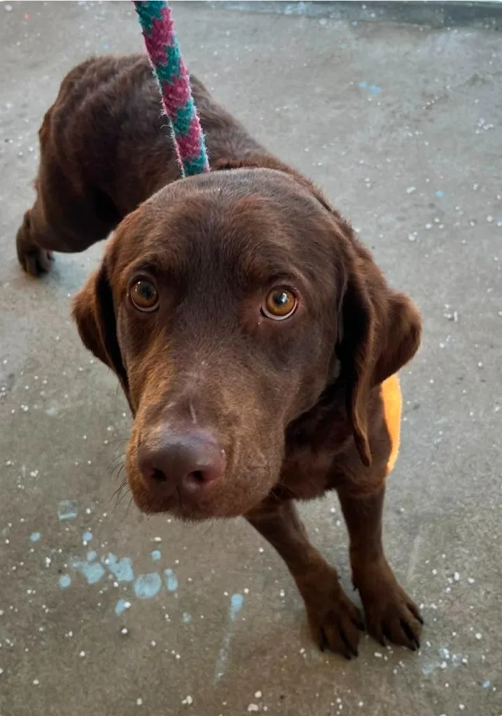 A young medium-sized male Labrador Retriever dog named Stanley for adoption in El Dorado, AR