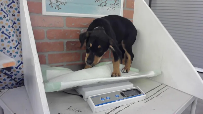 A baby small-sized female German Shepherd Dog dog named Jan for adoption in Houston, TX