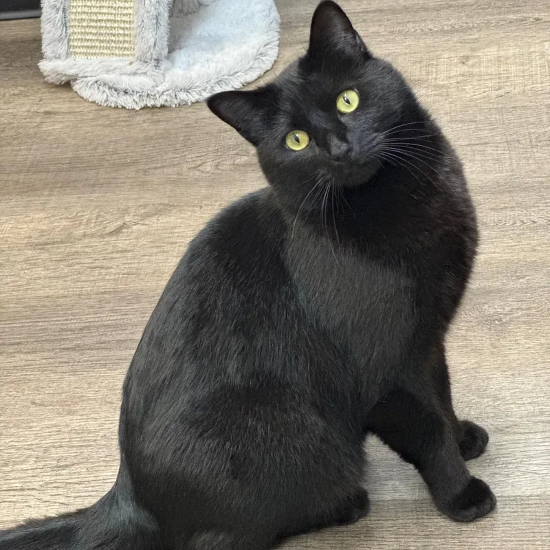 Onyx