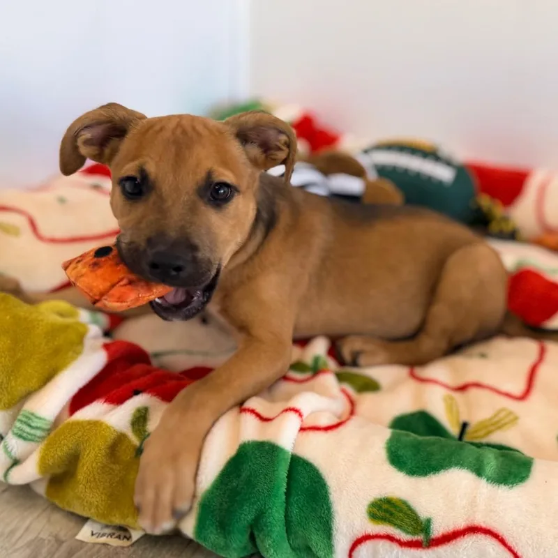 A baby large-sized male English Bulldog dog named Rico for adoption in Green Bay, WI
