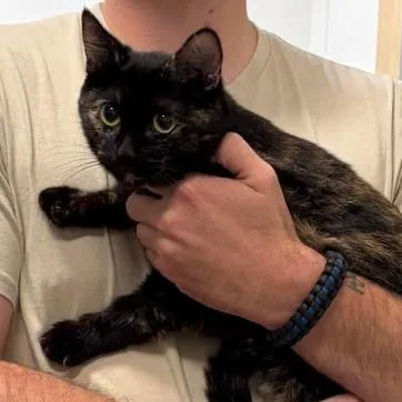 An adult small-sized female Tortoiseshell Domestic Short Hair cat named Aquarius for adoption in Coralville, IA