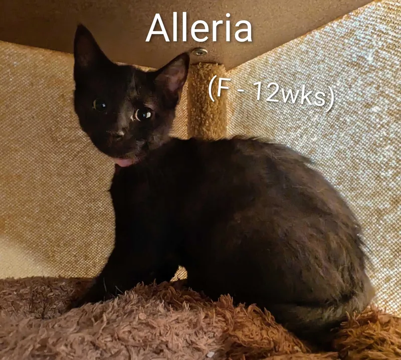 A young small-sized female Black Domestic Short Hair cat named Alleria for adoption in Seven Valleys, PA