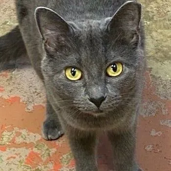 An adult medium-sized male Gray / Blue / Silver Domestic Medium Hair cat named Smokey for adoption in Tunica, MS