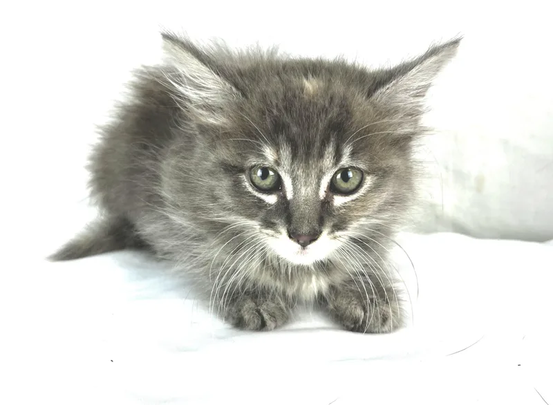 A baby medium-sized female Gray & White Domestic Long Hair cat named Sterling for adoption in Gainesville, VA