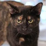 An adult medium-sized female Tortoiseshell Domestic Short Hair cat named Marla for adoption in Hilliard, OH