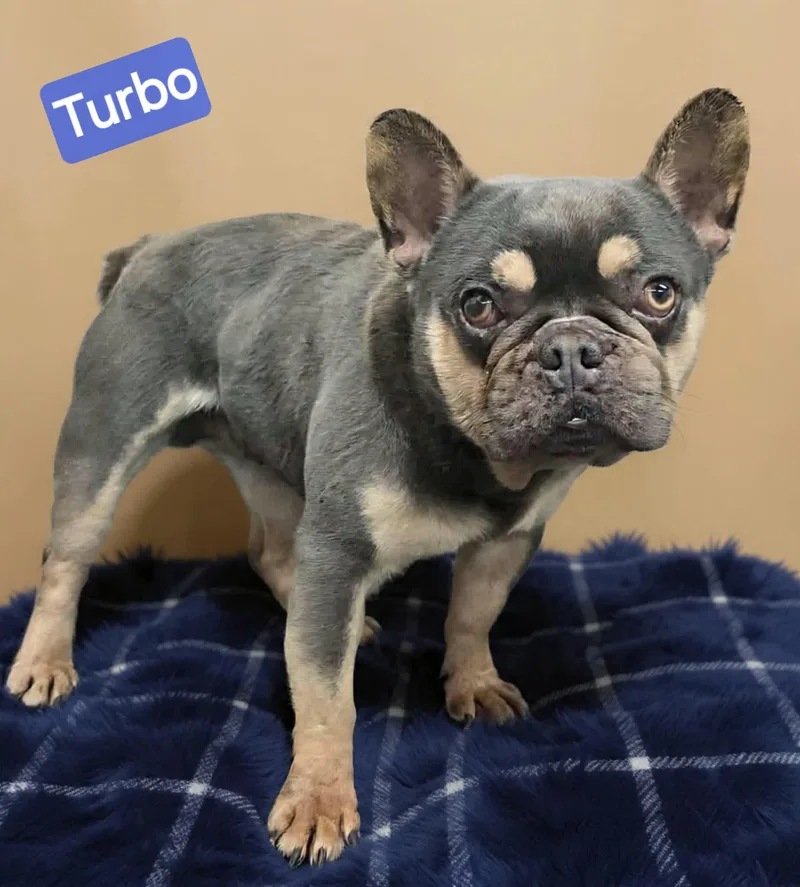 Turbo