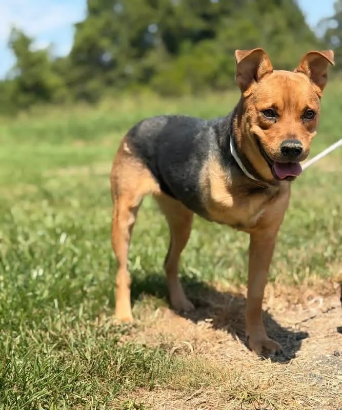 A young medium-sized female Mixed Breed dog named Palmetto for adoption in Lutz, FL