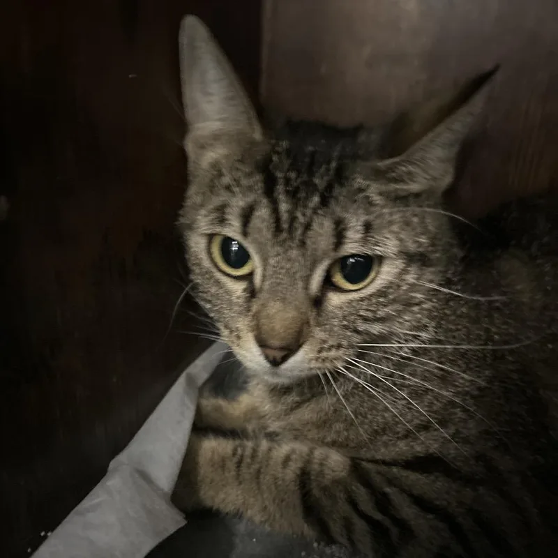 A young medium-sized female Black Domestic Short Hair cat named Little Tiger for adoption in Nashville, TN