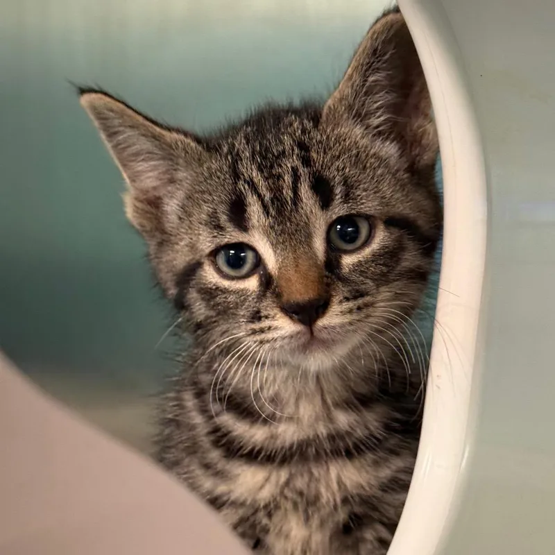 A baby small-sized male Domestic Short Hair cat named Casper for adoption in Fenton, MI