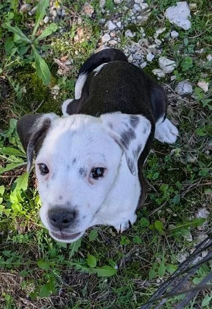 Pup Tart thumbnail 2