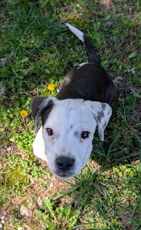 Pup Tart thumbnail 4