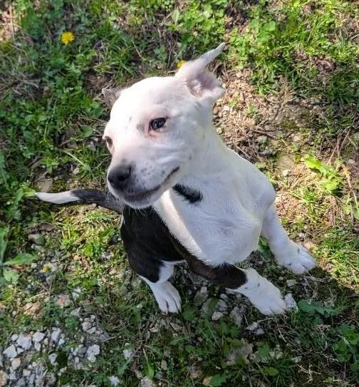 Pup Tart thumbnail 5