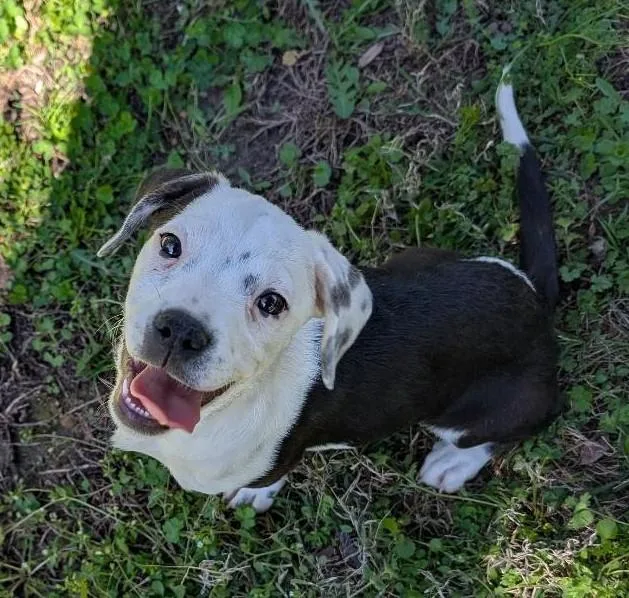 Pup Tart thumbnail 6