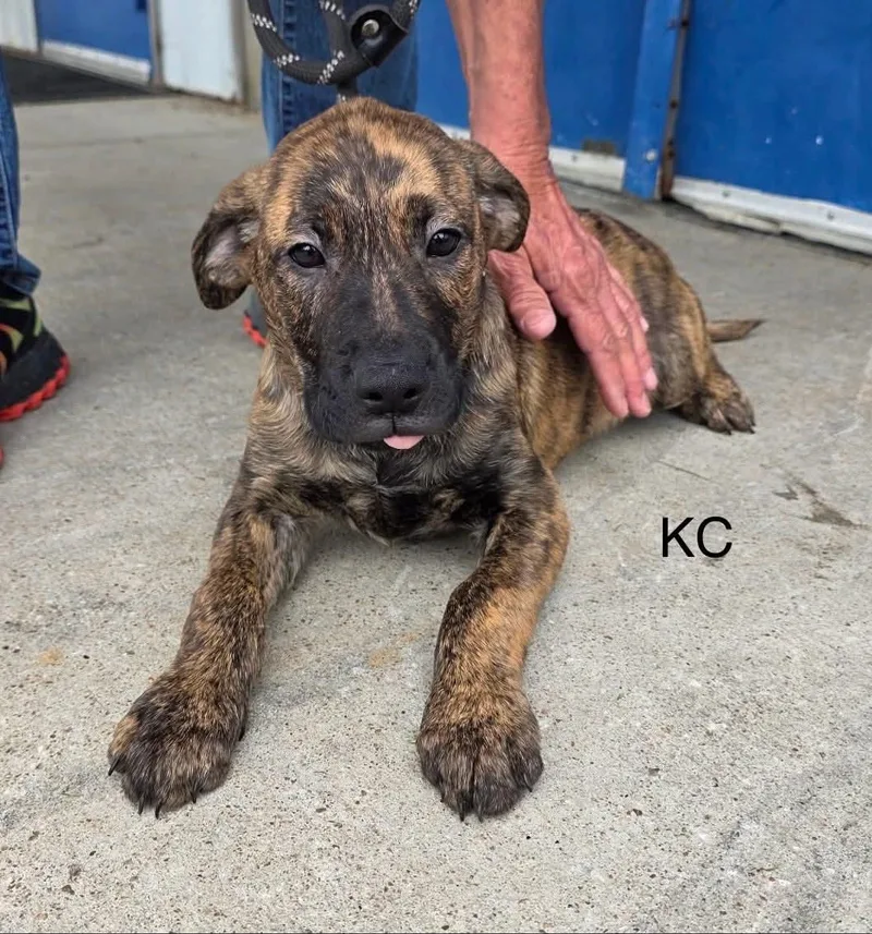 A baby medium-sized male Labrador Retriever dog named Kc for adoption in Clinton, MO