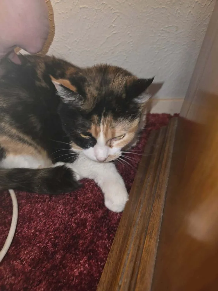 A senior medium-sized female Domestic Short Hair cat named Heidi for adoption in Parker, CO