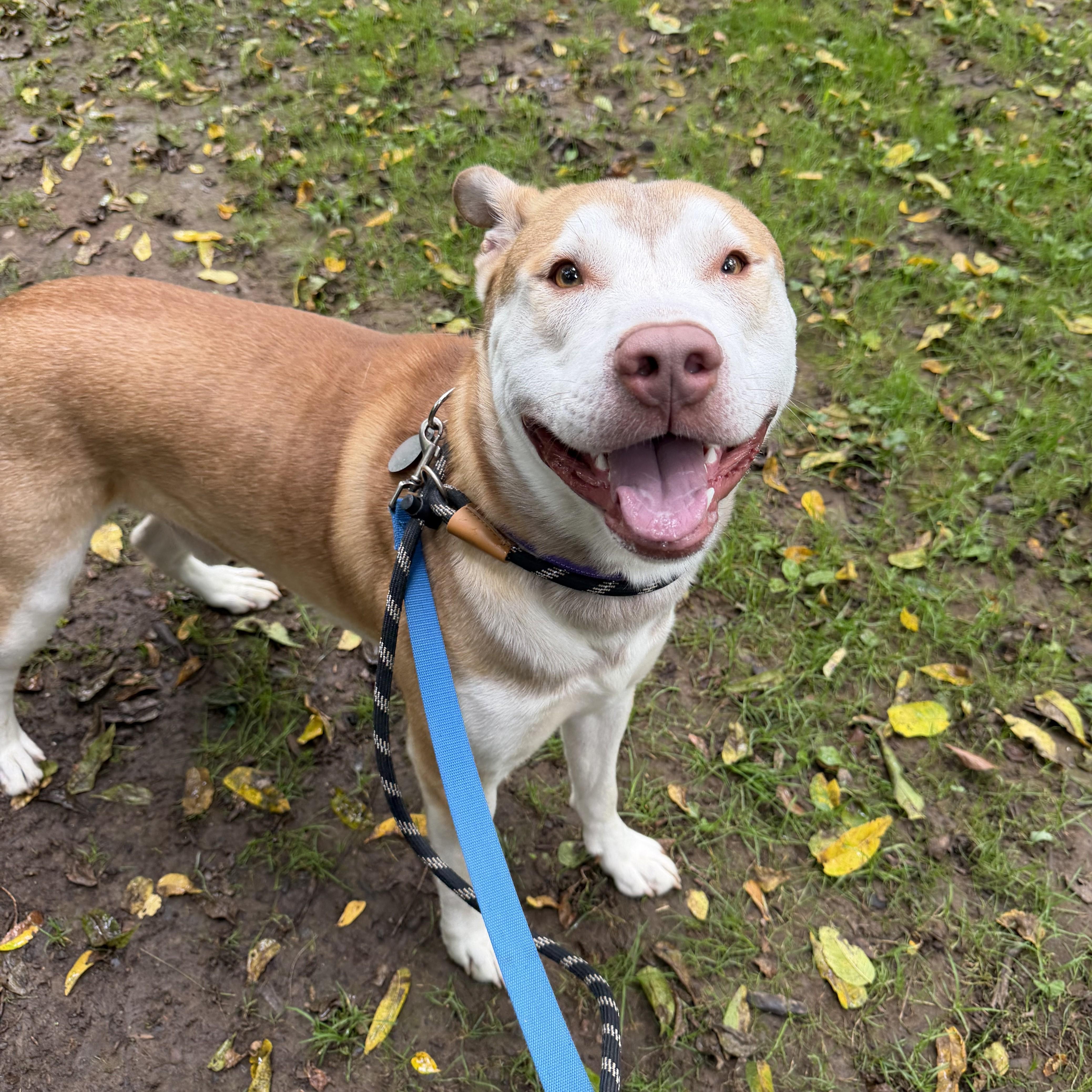 A young large-sized male Red / Chestnut / Orange Husky dog named Adlle for adoption in Phoenixville, PA