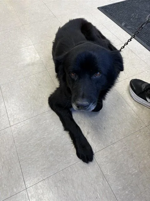 An adult large-sized male Border Collie dog named Smokey for adoption in Killeen, TX