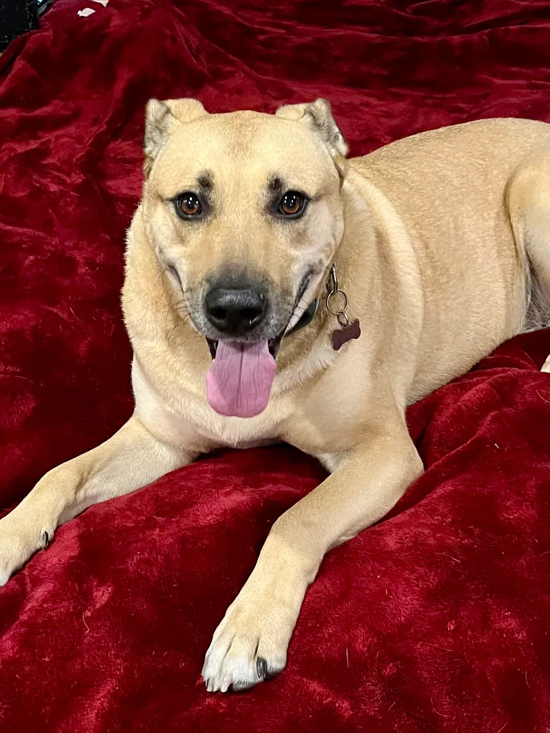 An adult large-sized male Apricot / Beige Shepherd dog named Rowdy for adoption in Tomball, TX