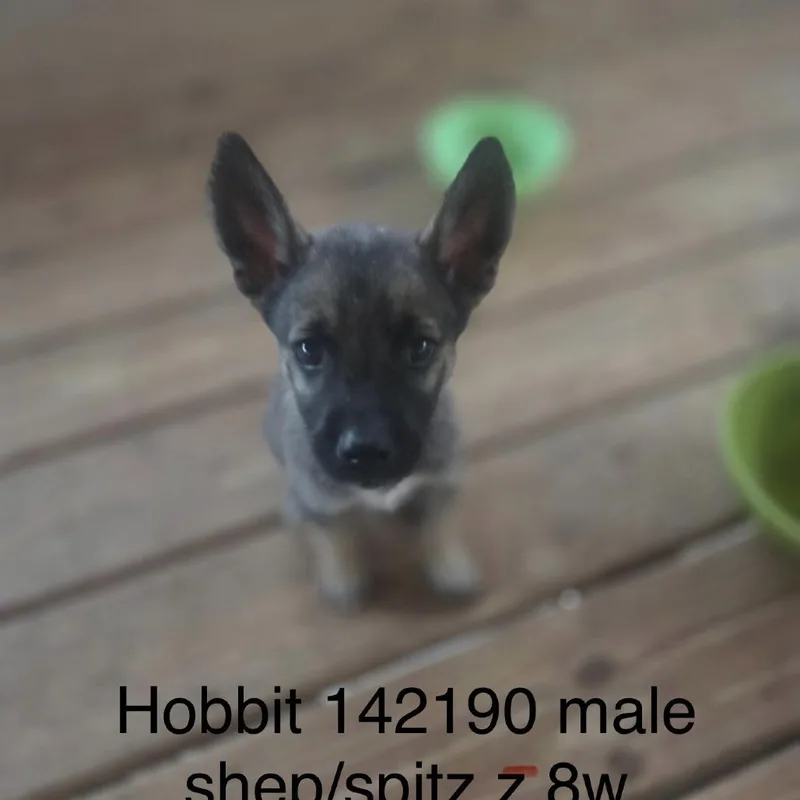 A baby small-sized male Spitz dog named Hobbit for adoption in New Tazewell, TN