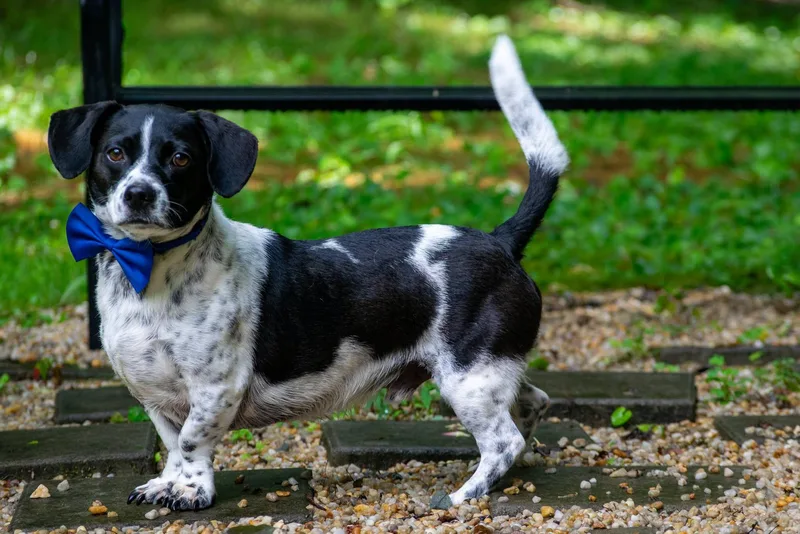 An adult medium-sized male Black Basset Hound dog named Watson for adoption in Sevierville, TN