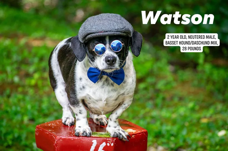 Watson thumbnail 4